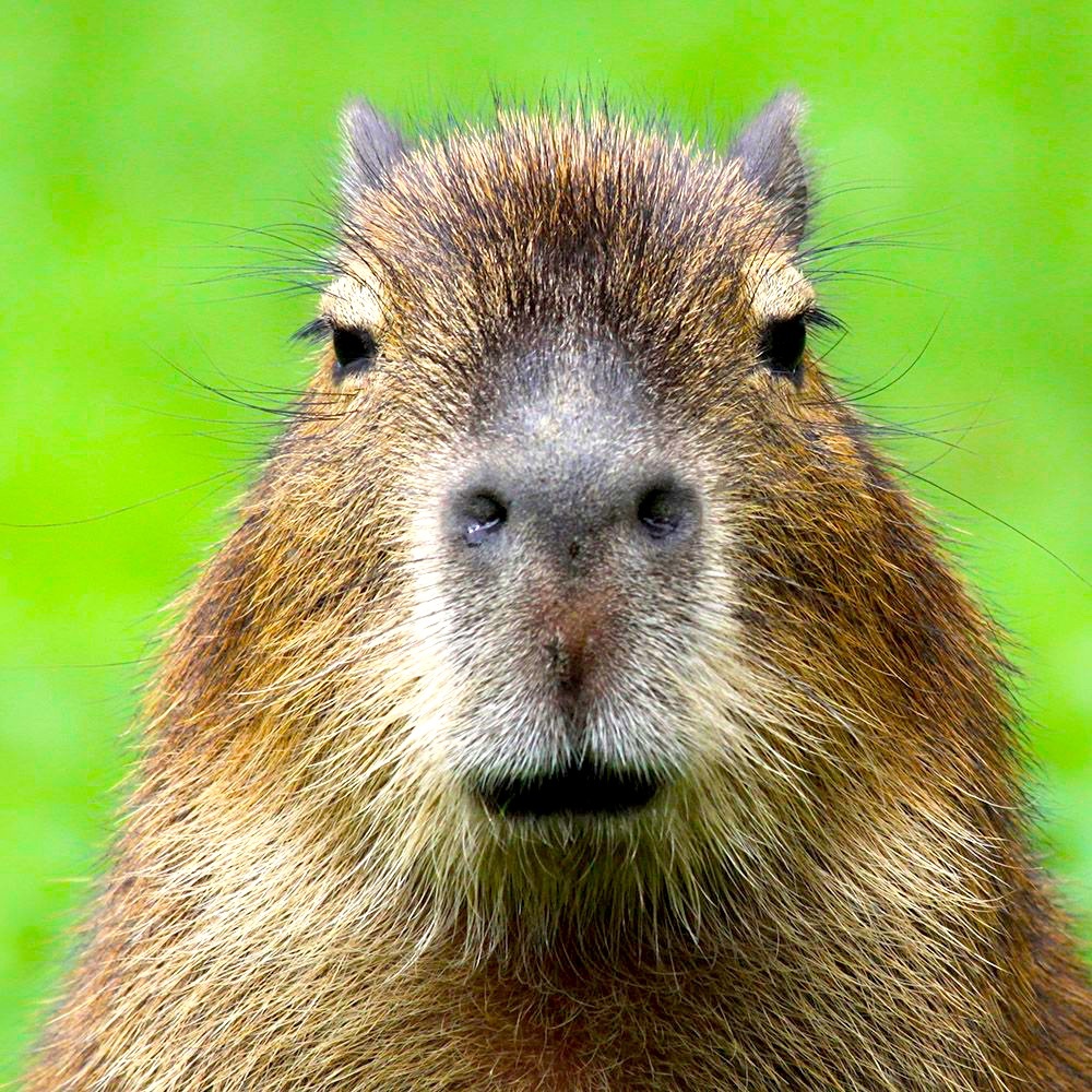 Meet your Posher, Troy